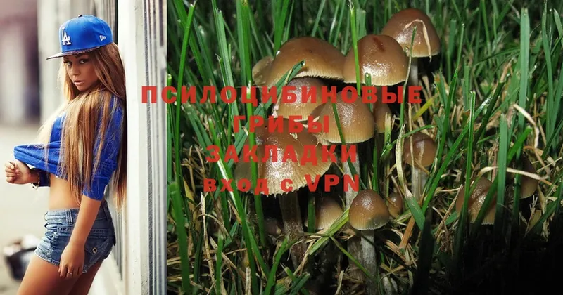 Галлюциногенные грибы Psilocybine cubensis  OMG маркетплейс  Рославль 